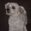 Photo of Watson