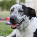 Photo of Milo (Girl) (On Trial 13/7/14) ~ I Have A Video