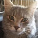 Photo of Oscar