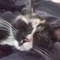 Photo of Lulu   Affectionate