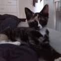 Photo of Lulu   Affectionate
