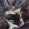 Photo of Lulu   Affectionate