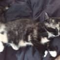Photo of Lulu   Affectionate