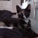 Photo of Lulu   Affectionate