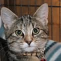Photo of Missy