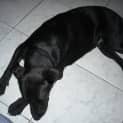 Photo of Speedy