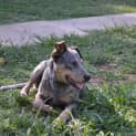 Photo of Darcy