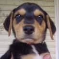 Photo of Basil