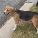 Photo of Basil