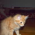 Photo of Archer