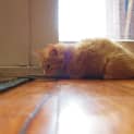 Photo of Archer