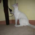 Photo of Soda (C983) Indoor Cat Only