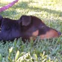 Photo of Mabel