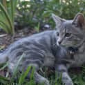 Photo of Misty