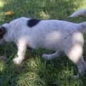 Photo of Dotty