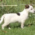 Photo of Dotty