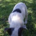 Photo of Dotty