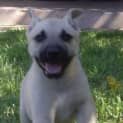 Photo of Nugget