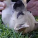 Photo of Nugget