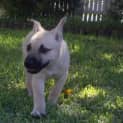 Photo of Nugget