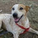 Photo of Chilli