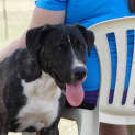 Photo of Tallon