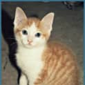 Photo of Popcorn