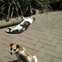 Photo of Mitzy (Bn D195) 