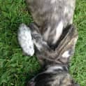 Photo of Banjo