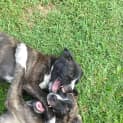 Photo of Banjo