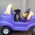Photo of Penny
