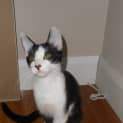 Photo of Tonto