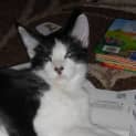 Photo of Tonto