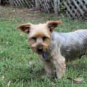 Photo of Zac ~ 10yo Male Silky Terrier (On Trial 20/05/17)