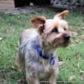 Photo of Zac ~ 10yo Male Silky Terrier (On Trial 20/05/17)