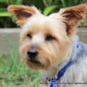 Photo of Zac ~ 10yo Male Silky Terrier (On Trial 20/05/17)