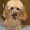 Photo of Henry   Toy Poodle