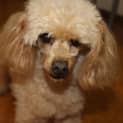 Photo of Henry   Toy Poodle