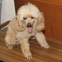 Photo of Henry   Toy Poodle