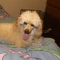 Photo of Henry   Toy Poodle