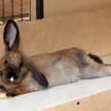 Photo of Dexter