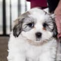 Photo of Buster ~ Maltese X Shih Tzu Puppy (Trial 13/7/16)