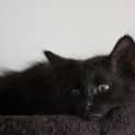 Photo of Tommy 