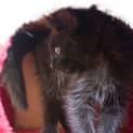 Photo of Tommy 