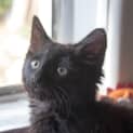 Photo of Tommy 