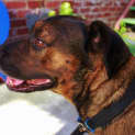 Photo of Quincy 