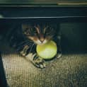 Photo of Jessica Uptown Girl *On Adoption Trial*