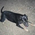 Photo of Boss