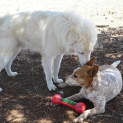 Photo of Ranger