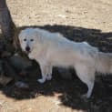 Photo of Ranger
